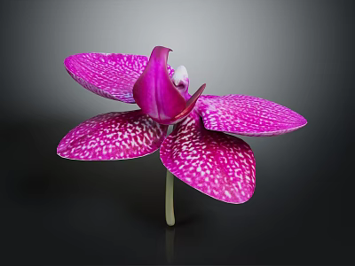 Beautiful Purple Orchid With White Spots And Blooming Petals On Dark Background 3d model