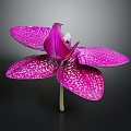 Beautiful Purple Orchid With White Spots And Blooming Petals On Dark Background