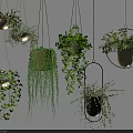 Various Hanging Basket Plants With Lush Greenery And Decorative Suspended Planters