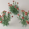 Fresh Pink Carnations With Green Stems And Leaves In Multiple Bouquets