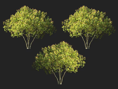 Three Lush Arbor Trees With Green Foliage And Full Canopy On Black Background 3d model
