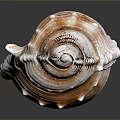 Conch Marine Animal With Spiral Shell Featuring Textured Surface And Orange White Patterns 3d model
