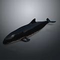 Realistic Black Whale 3D Model Rendering Isolated On Gray Background With Detailed Features 3d model