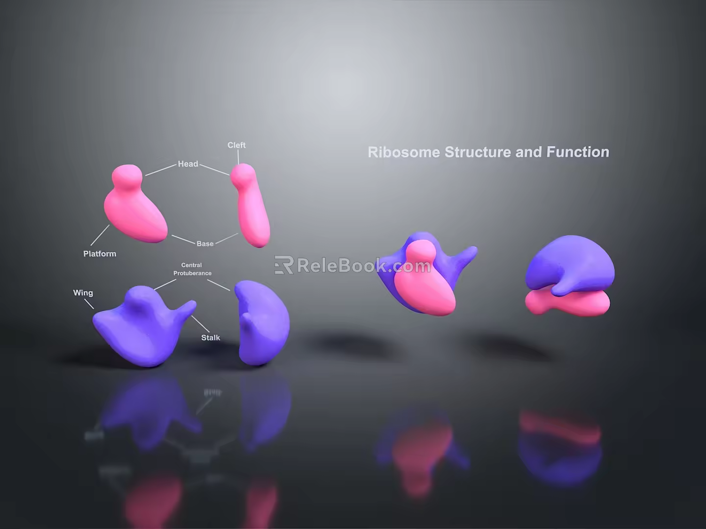 Bacteria Eukaryotic cell Cross section Cell structure Cell tissue Anatomical organ 3d model