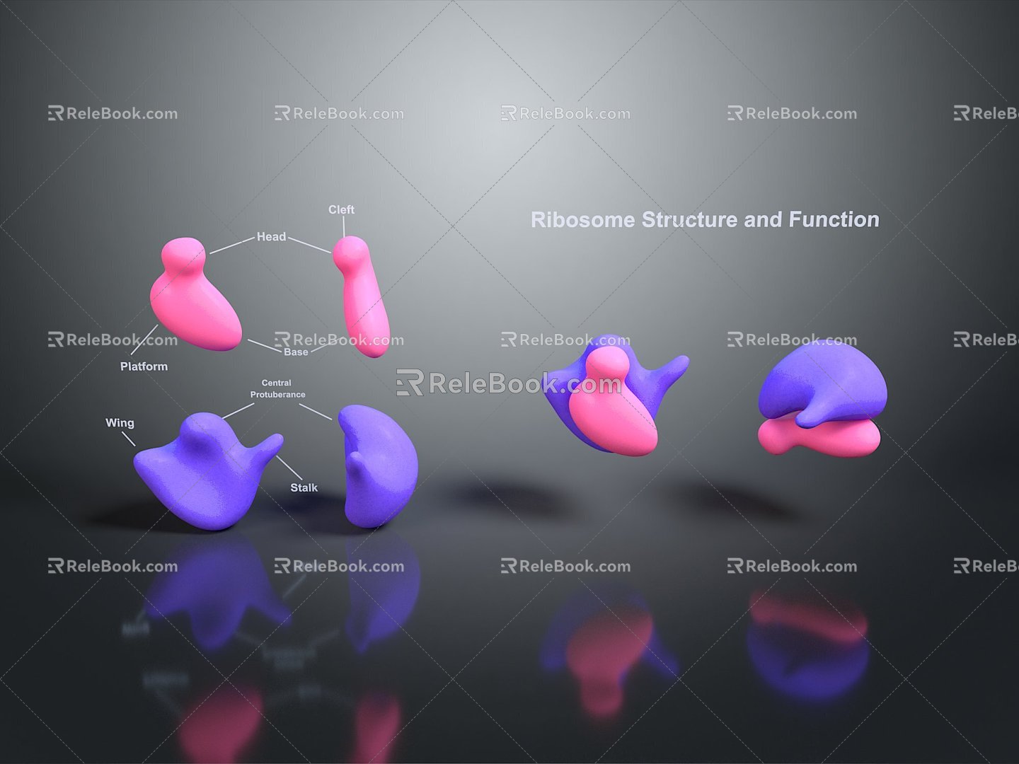 Bacteria Eukaryotic cell Cross section Cell Cell structure Cell tissue Anatomical organ 3d model