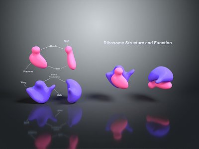 Bacteria Eukaryotic cell Cross section Cell structure Cell tissue Anatomical organ model