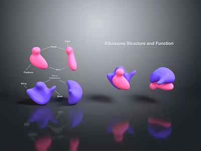 Medical Devices for Ribosome Structure and Function 3D Visualization and Research 3d model
