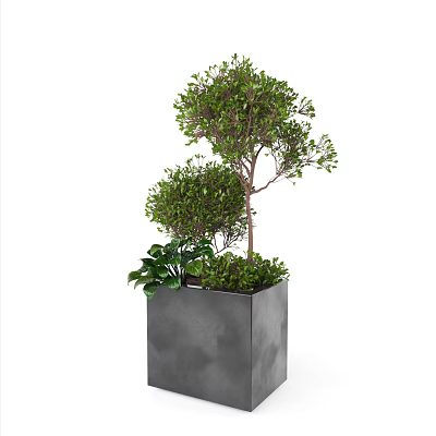 Green Leafy Bonsai Plant With Square Concrete Pot And Indoor Tree Design Shape 3d model
