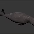 High Quality 3D Seal Character Model With Realistic Gray Color And Detailed Features