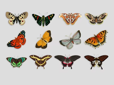Colorful Butterfly Ornaments With Various Patterns And Designs For Home Decor 3d model