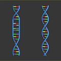 Colorful DNA Double Helix Model Toy with Blue Main Structure and Colorful Segments