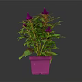 Indoor Houseplant with Purple Flowers Green and Purple Leaves in Pink Pot on Dark Background