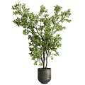 Decorative Potted Garden Accents With Green Leafy Trees and Lush Branches