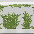 Lush Green Vines Growing On White Wall With Dense Foliage Decorative Natural Plant