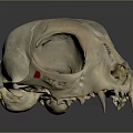 Animal Skull Organ Specimen With Red Marker Number 197 03 And Dental Structure