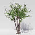 Modern Tree Hackberry Arbor Plant 3d model