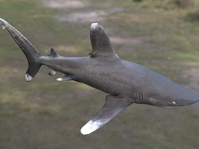 Silver Gray Shark With Sharp Dorsal Fin And Powerful Tail Swimming In Natural Aquatic Habitat 3d model