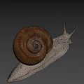 Close Up View Of Garden Snail With Brown Spiral Shell And Light Colored Textured Body