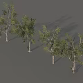 Different Arbor Trees with Green Foliage and Various Trunk Shapes in Display Arrangement