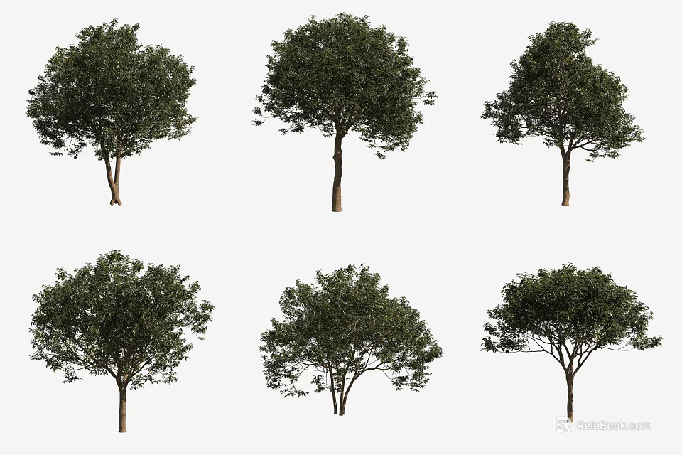 Arbor Collection Featuring Multiple Varieties With Lush Green Foliage And Straight Trunks 3d model