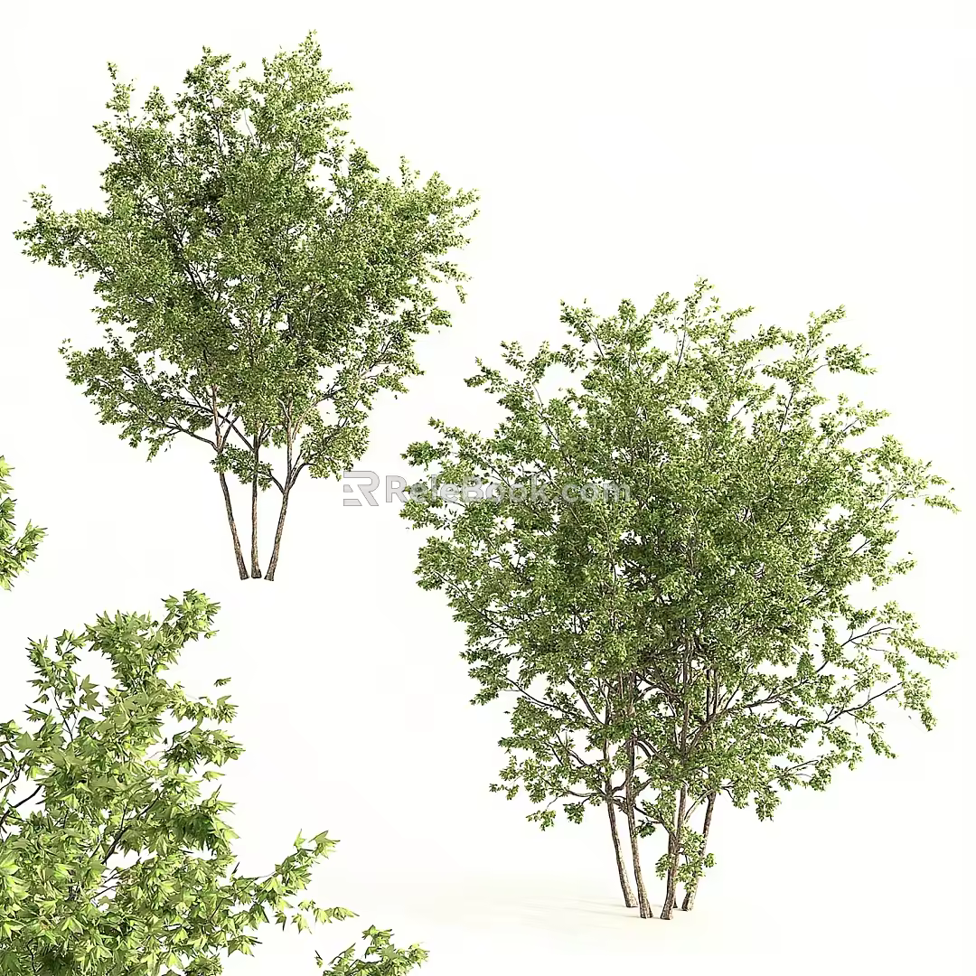 Modern Trees Maple Landscape Trees 3d model