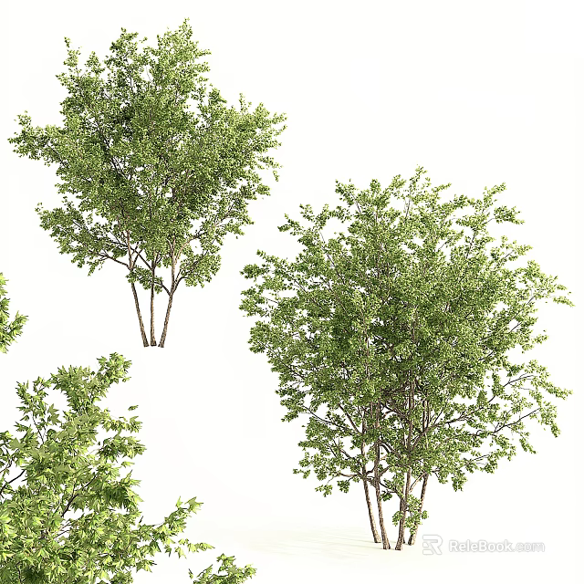 Lush Green Arbor Trees With Dense Foliage For Natural Landscape Design 3d model 