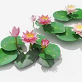 Blooming Pink and White Water Lilies with Green Floating Lily Pads