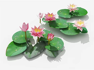 Blooming Pink and White Water Lilies with Green Floating Lily Pads 3d model