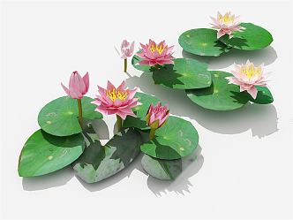 Modern lotus water lily 3d model