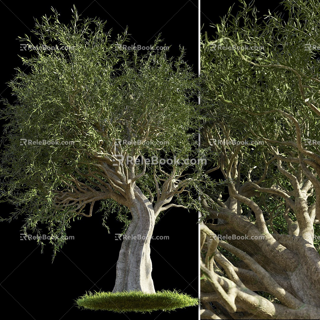 olive trees trees trees landscape trees 3d model