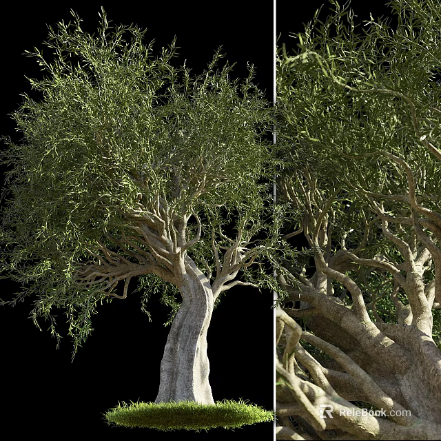 Tall Tree With Thick Trunk Dense Green Foliage And Strong Branches 3d model 