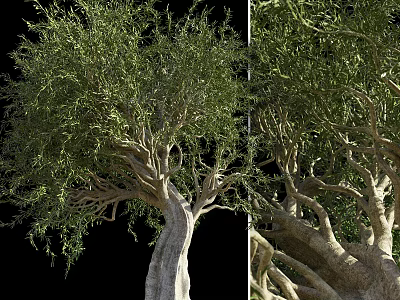 Tall Tree With Thick Trunk Dense Green Foliage And Strong Branches 3d model