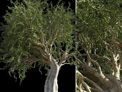 olive trees landscape trees 3d model