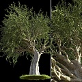 olive trees trees trees landscape trees 3d model