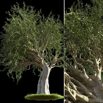 olive trees landscape trees 3d model