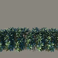 Lush Green Bushes With Dense Foliage And Vibrant Leaves In Garden