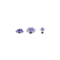 Symphyotrichum Oolentangiense Decorative Ornament Set With Purple Small Flowers And Green Leaves
