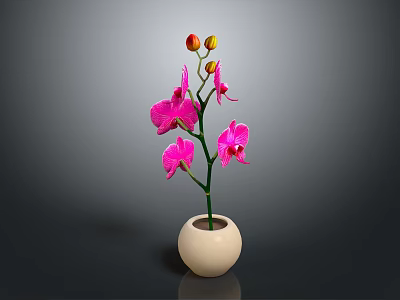 Beautiful Pink Orchid Flowers In White Vase With Gray Background 3d model