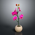 Beautiful Pink Orchid Flowers In White Vase With Gray Background
