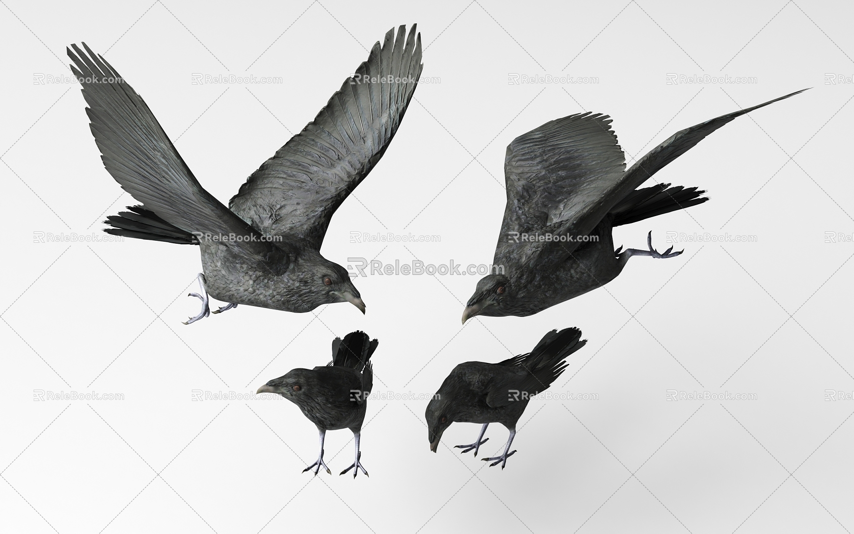 Crow 3d model