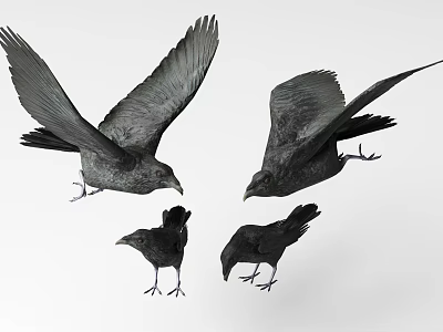 Flying Animals Black Crows With Diverse Flying And Standing Poses 3d model
