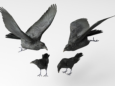 Crow 3d model