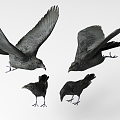 Crow 3d model