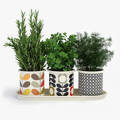 Decorative Bonsai Potted Plants with Colorful Patterned Pots and Fresh Green Herbs on White Tray 3d model