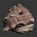 Pink and White Spiral Conch Marine Animal With Textured Surface And Natural Pattern