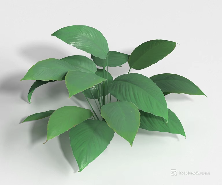 Lush Green Shrub With Vibrant Healthy Foliage And Broad Leaves 3d model 