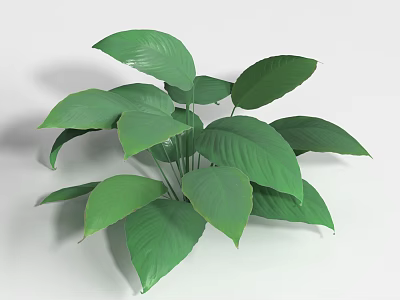Lush Green Shrub With Vibrant Healthy Foliage And Broad Leaves 3d model