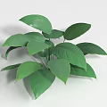 Lush Green Shrub With Vibrant Healthy Foliage And Broad Leaves