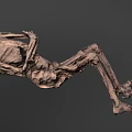 Artistic 3D Human Skeleton Sculpture in Lying Position with Detailed Structure