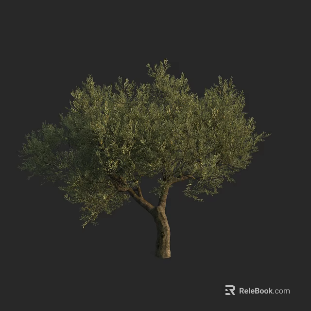 Lush Olive Tree With Green Foliage And Sturdy Trunk In Isolated Background 3d model 